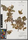 Foto von Salix hastata L.